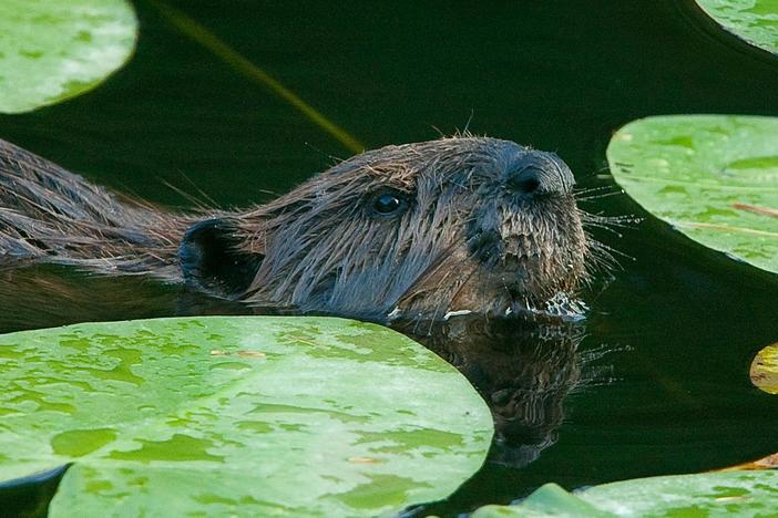 Learn how beavers are recruited to reverse the effects of global warming & water shortages
