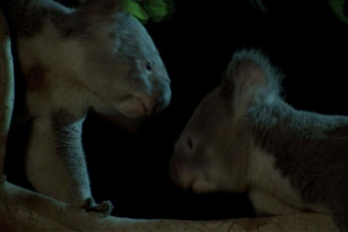 A fight erupts between two koalas after one of the males invades the other's territory.