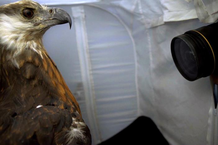 With fewer than 400 left in the world, Joel is lucky to photograph this fish eagle.