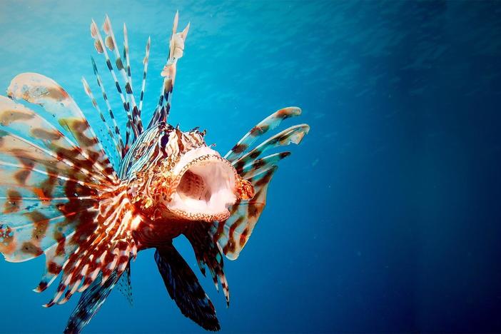 Meet one of the ocean’s most beautiful and destructive species: Lionfish.