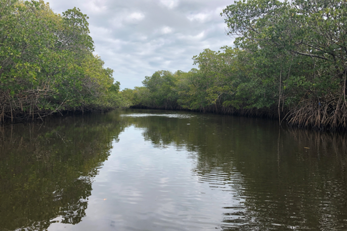 Climate change pushes Florida's mangroves north