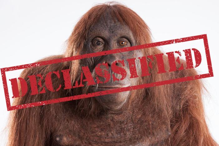 The Origins of 'Spy in the Wild' with Series Producer John Downer 