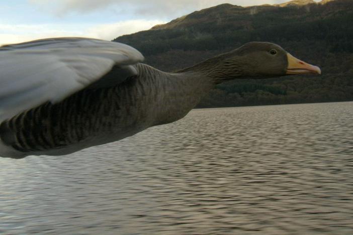 Sir David Attenborough accompanies an imprinted family of Greylag geese in flight. 