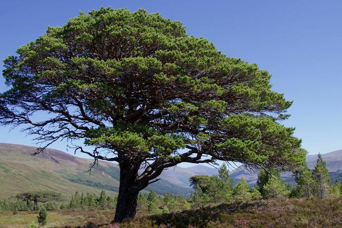 Immerse yourself in Scotland with its magnificent 500-year-old Scots pine tree.