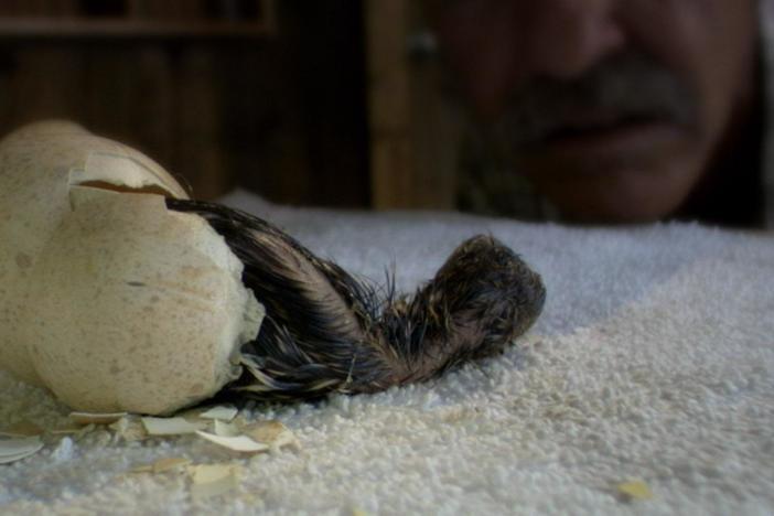 A look at how Joe Hutto became a parent to 16 wild turkeys.  