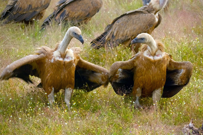 A fox considers his options: facing forty ravenous vultures or going hungry.