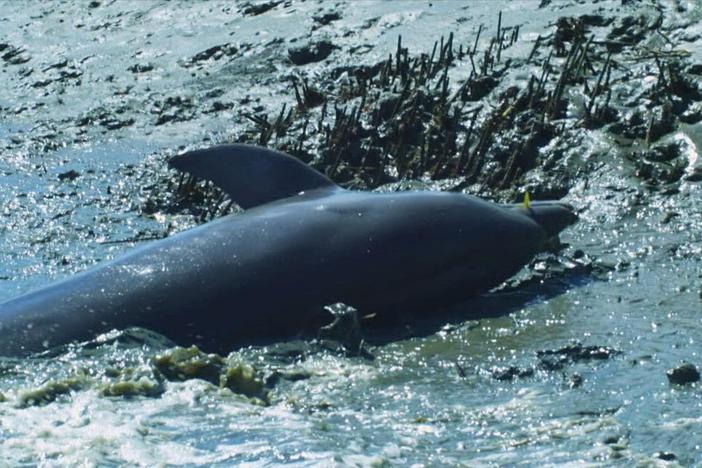 A pod of dolphins in South Carolina has mastered this risky move.