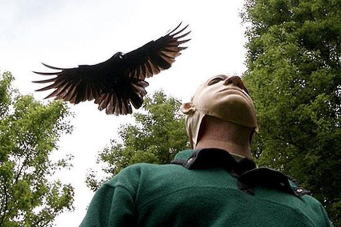 New research has shown that crows are among the most intelligent animals in the world.