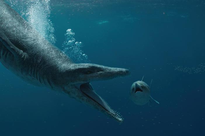 Who would win in a fight: a Tyrannosaurus Rex or the Pliosaur?