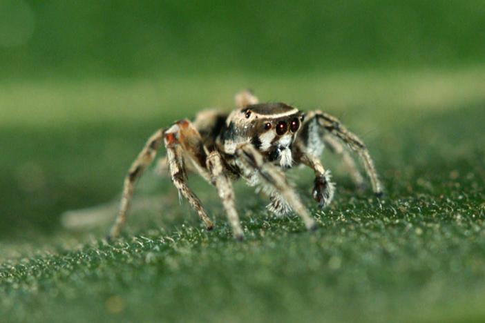 Can scientists stomach hours of spider sex in order to understand their language?