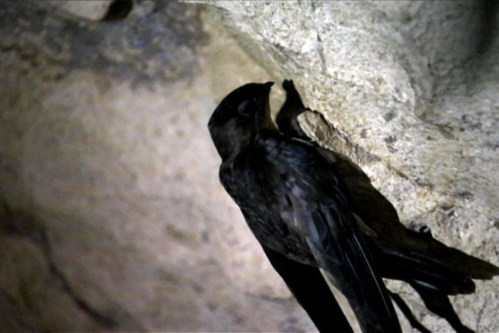 Male swiftlets use their own building material, gluey saliva, to make their nests.