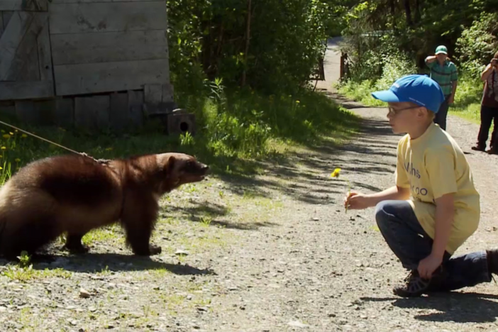 This is Cason's Make a Wish story: meeting a wolverine. 