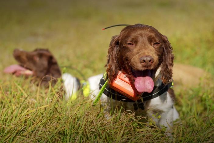 In Australia, dogs are being enlisted to save other species.