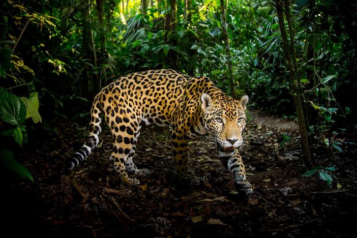 Discover what makes big cats among the world’s most diverse and successful predators.