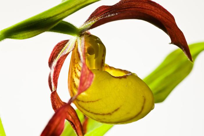 Learn how orchids use sex to lure pollinators.