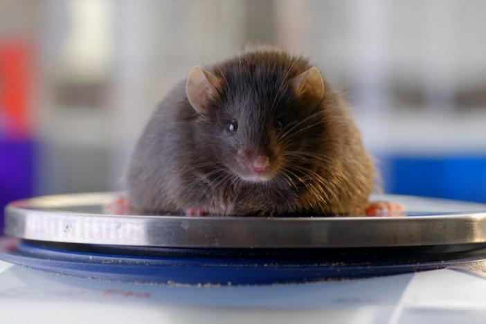 The discovery of leptin transformed our view of fat.