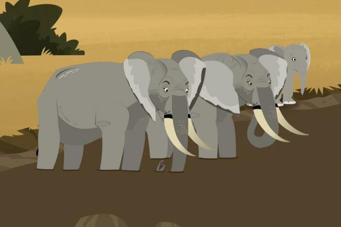 Thornsley the elephant's mom is stuck in a pool of mud – and none of herd is able to help!