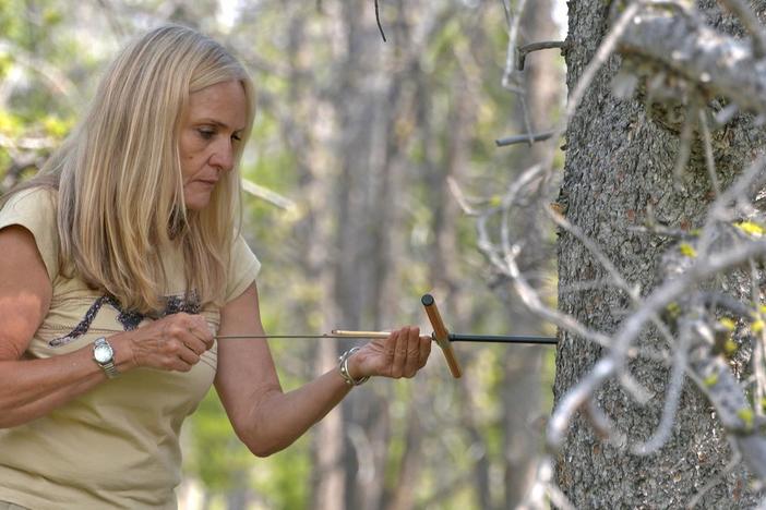 In the high country, it’s an uphill battle to save the imperiled whitebark pine.