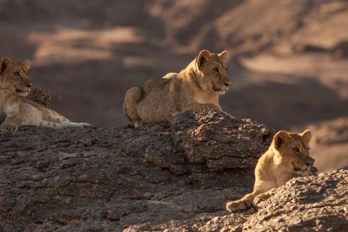 After discovering an oasis, the orphan lions develop an unusual hunting strategy.