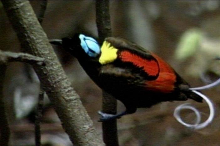 The commonalities between Wilson's bird of paradise and Magnificent bird of paradise.