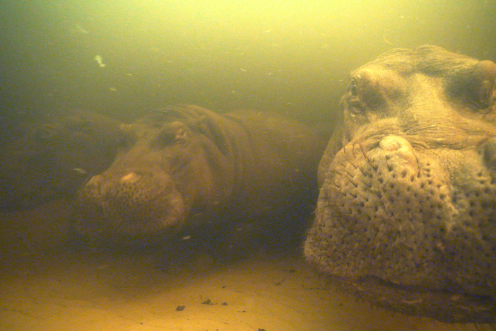Follow director Brad Bestelink as he captures the lives of hippos in detail.
