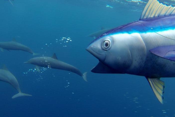 Be amazed by these aerial acrobats of the high seas.