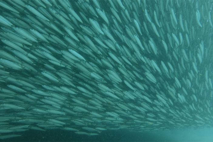 The sardine run is the largest biomass migration on the planet.