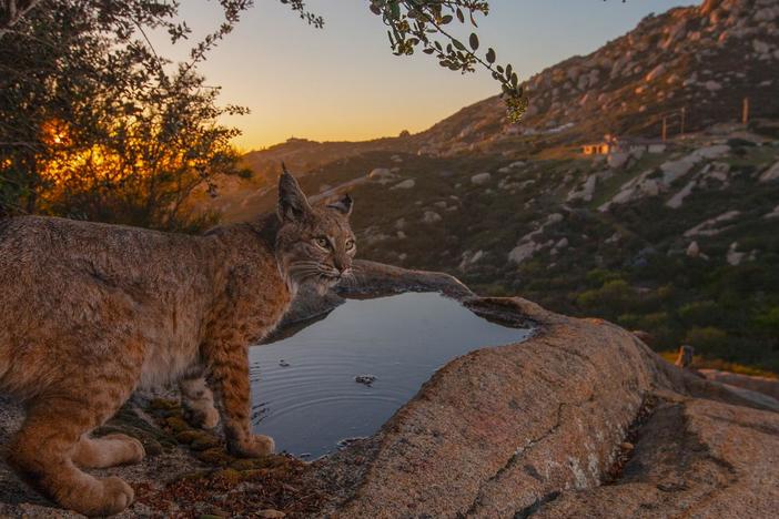 Go behind the scenes with filmmakers as they capture San Diego's incredible biodiversity.
