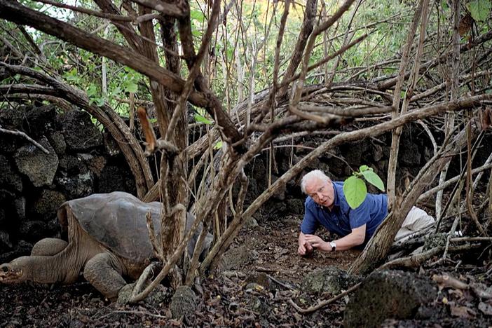 Experience the unforgettable moment when Sir David encounters Lonesome George, the last of his kind.
