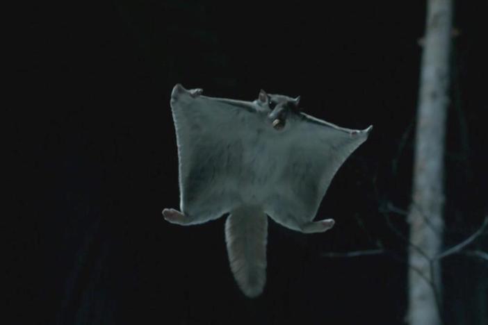 See how this magical little creature is perfectly designed to soar through the air.