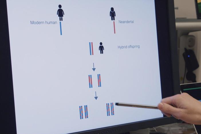 Ella meets the man who decoded Neanderthal DNA and made a very surprising discovery.