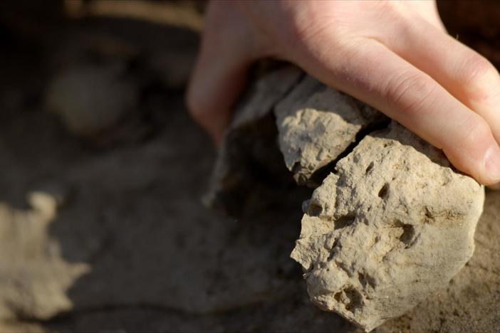 Stunning new mammal fossils were hiding in plain sight.