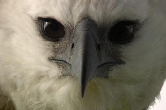 They're the most powerful birds of prey in the world, but little is known about them.