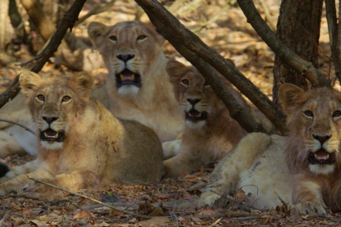 Explore the extraordinary story of Asia’s last lions. 