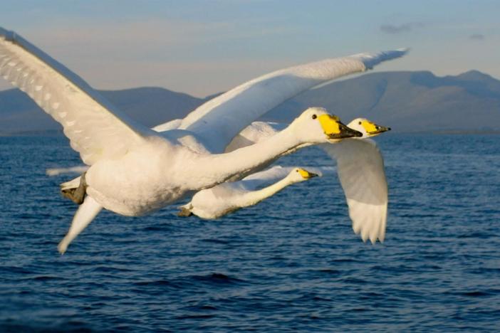 The Whooper Swan brings life to the desolate valleys of Mayo in winter.