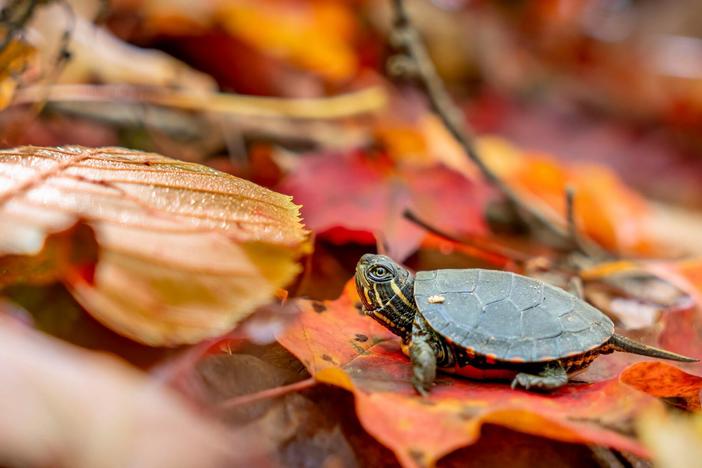 A baby turtle in Canada and a young bushbaby in South Africa search for a safe new home.