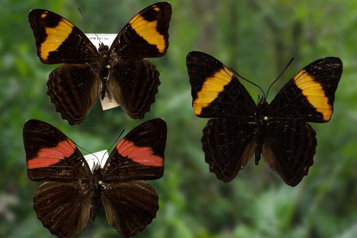 Susan Finkbeiner conducts an experiment to determine if mimicry actually works.