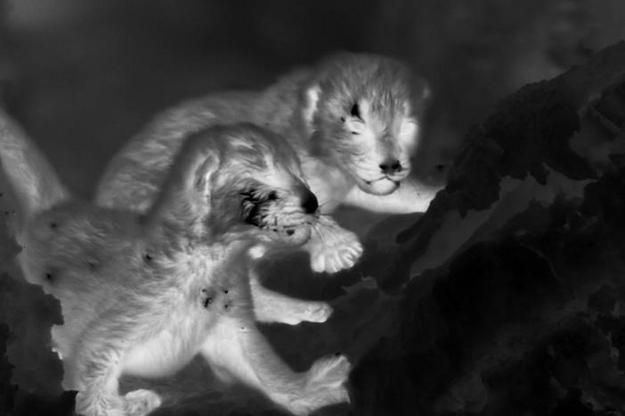 A revolution in low light camera technology offers a rare glimpse of leopard cubs in their den.