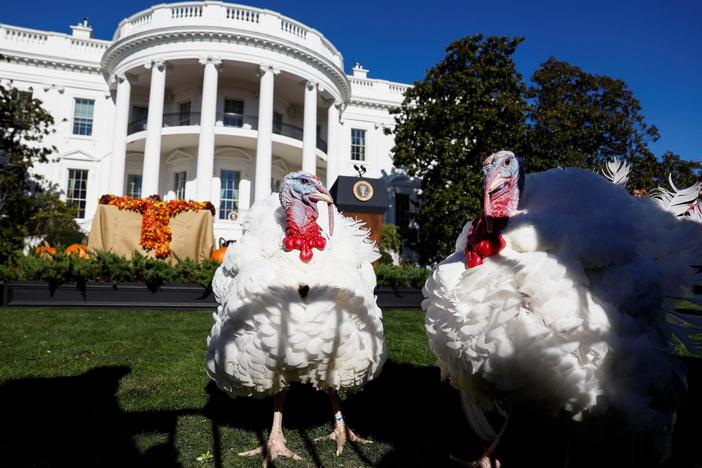 The history of the presidential turkey pardon