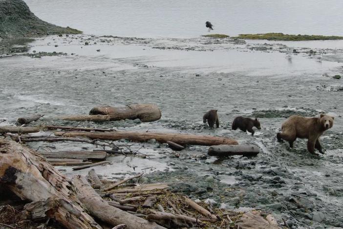 Adult male bears are called boars, females are called sows, and children are called cubs.