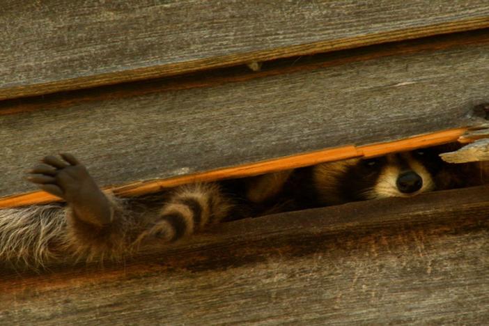 A look at raccoons’ migration to big cities.