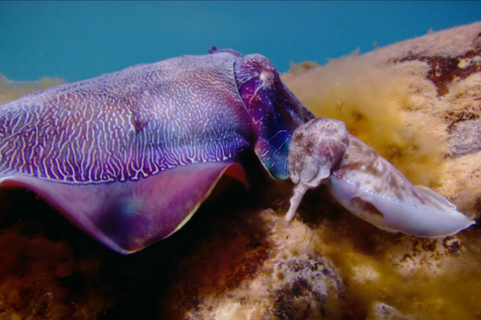 Small Australian cuttlefish males can't strong arm rivals, so they resort to deception. 