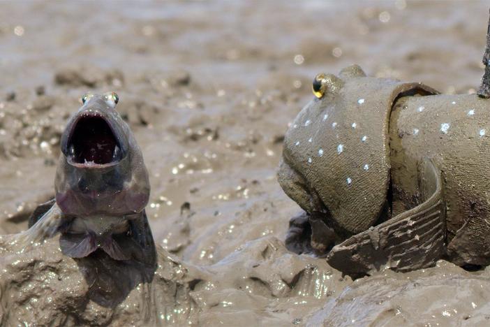 The courtship rituals of blue-spotted mudskippers are as bizarre as their looks.