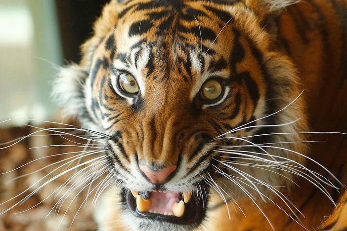 The brutal 'industrial enterprise' of black-market tiger trafficking