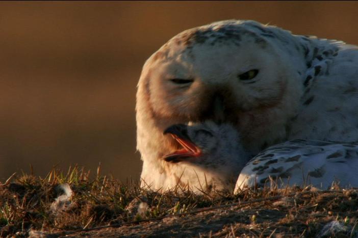 A snowy owl pair has made a nest and before long, their owlets begin to hatch.