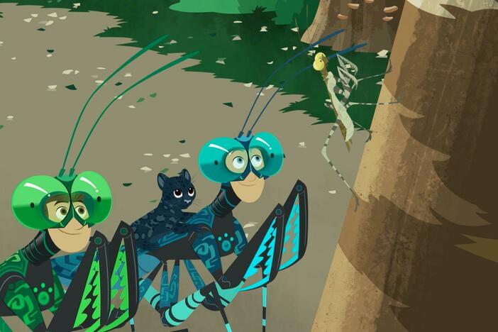 The Kratts rescue their namesake, Liturgusa krattorum, the new species of praying mantis.