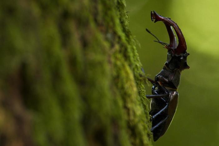 This stag beetle only has weeks to find a mate before he dies.