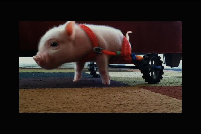 Meet Chris P. Bacon, Pig in a Wheelchair