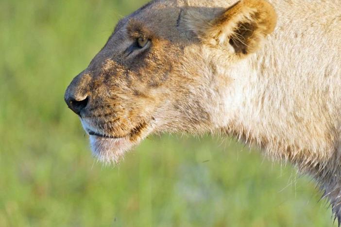 Tsebe’s desperate hunger leads to a dangerous battle against a crocodile for a much-needed meal.
