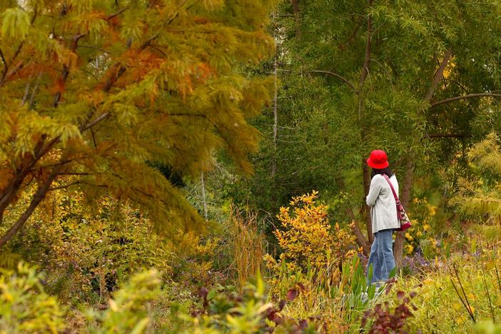 What it takes to save some of the world’s most threatened plant species